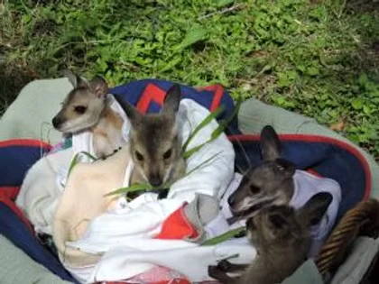  Save Wildlife with the right equipment