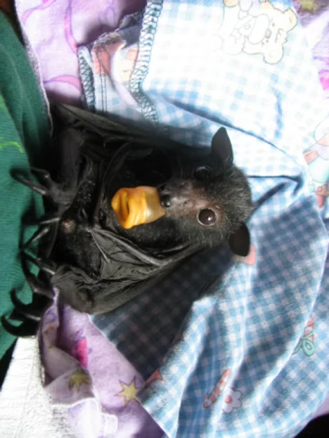 Wildlife carer`s supplies Australia wide and overseas