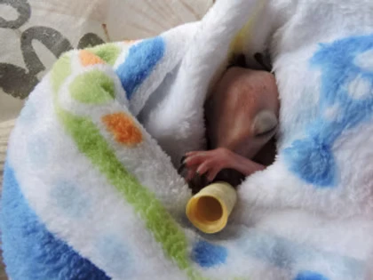 Caring for Wildlife at every development stage