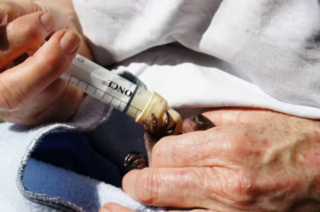 Teats and syringes for wildlife carers in Australia