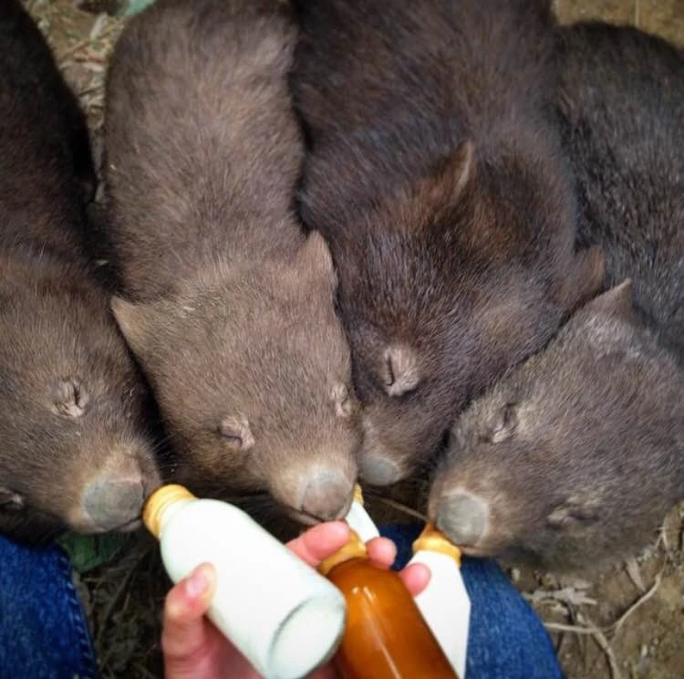 Feeding baby wombats