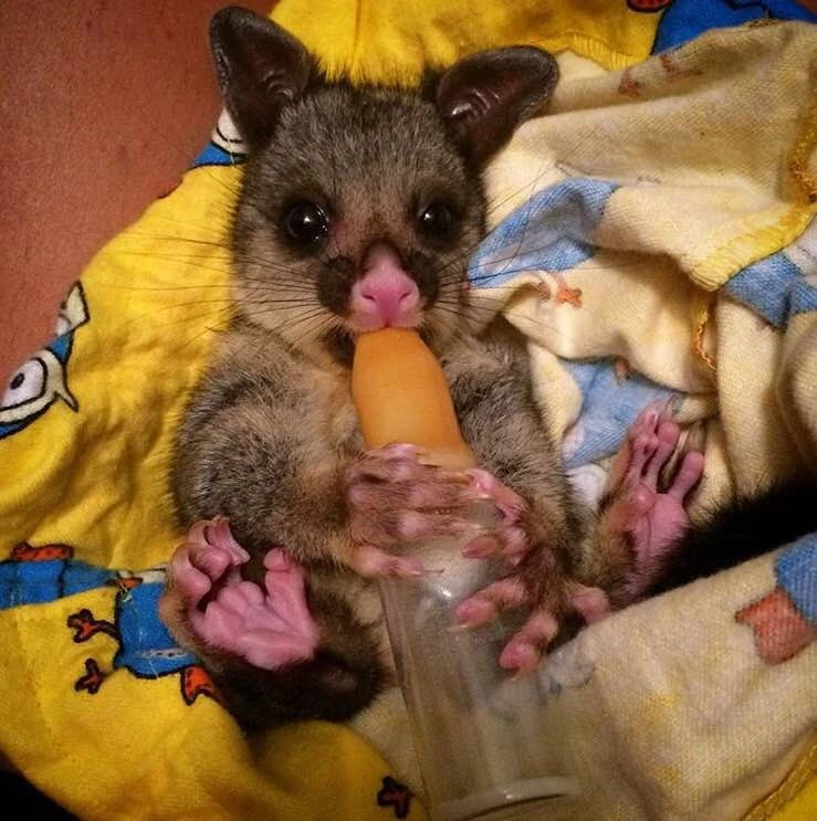 Teating Possum