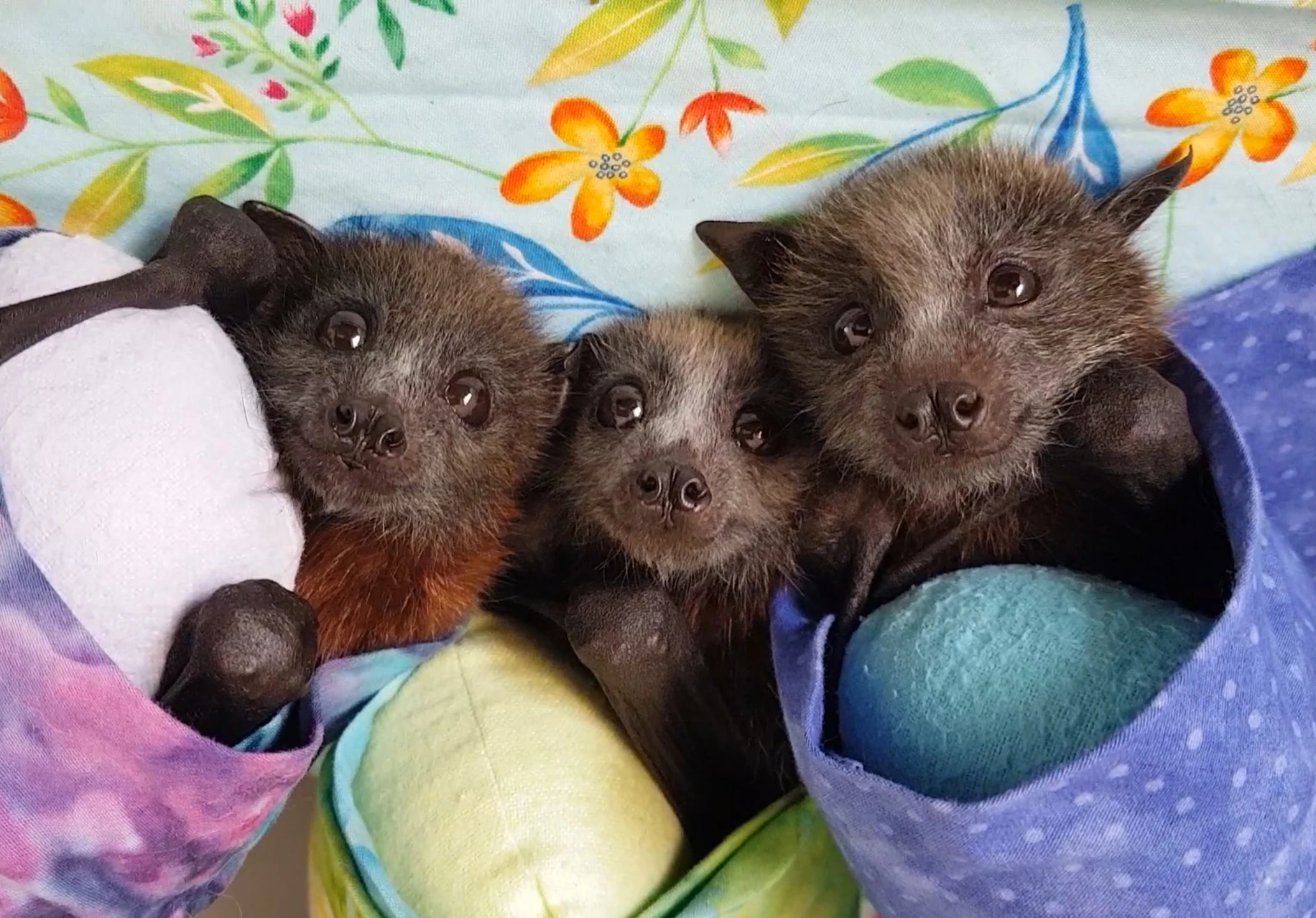 Happy Flying Foxes